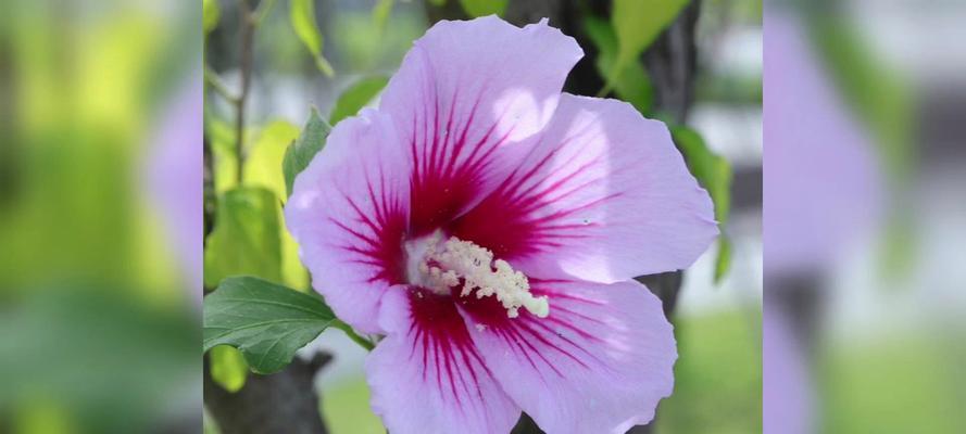 紫色茉莉花代表什么？紫色茉莉花的花语是什么？