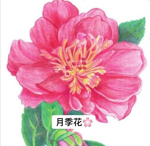月季花吉祥物的寓意是什么？