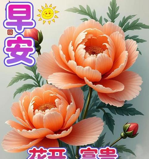 哪种花代表着最好的祝福？