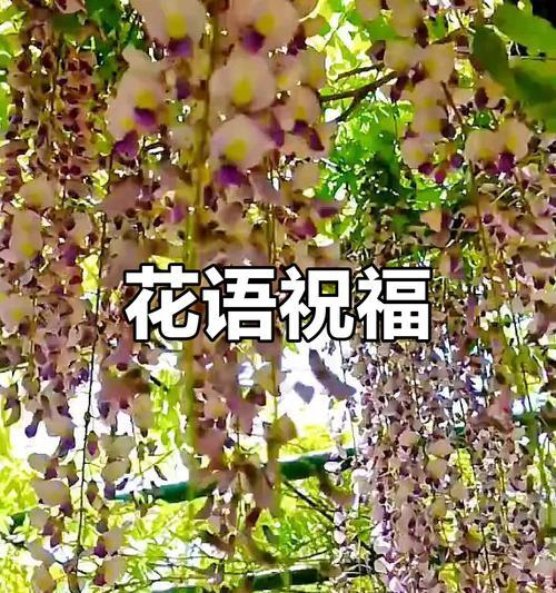 哪种花代表着最好的祝福？
