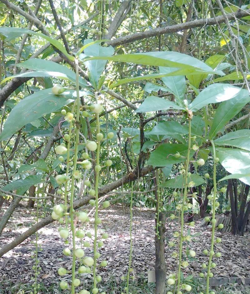 玉蕊花的文化意义是什么？玉蕊花在中国文化中代表什么？