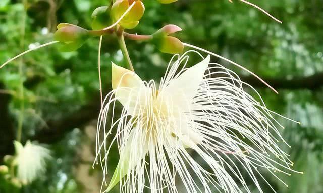 玉蕊花的文化意义是什么？玉蕊花在中国文化中代表什么？