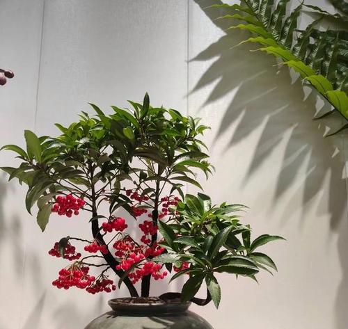 吉庆寓意的花有哪些？