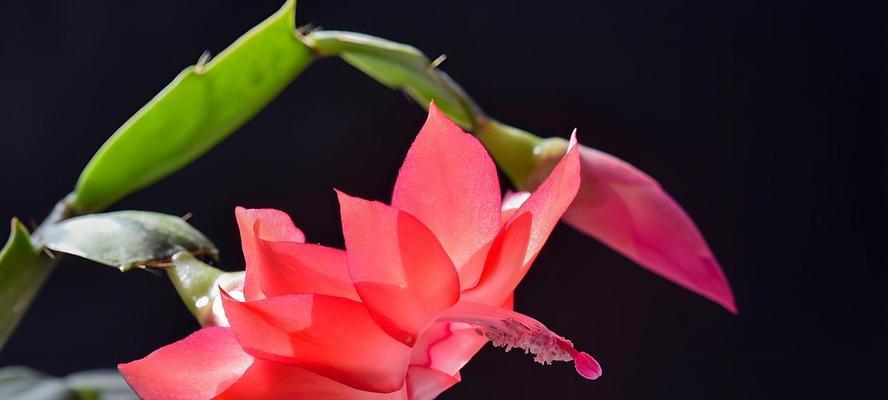 蟹爪兰白粉色花代表什么？白粉色蟹爪兰的寓意是什么？
