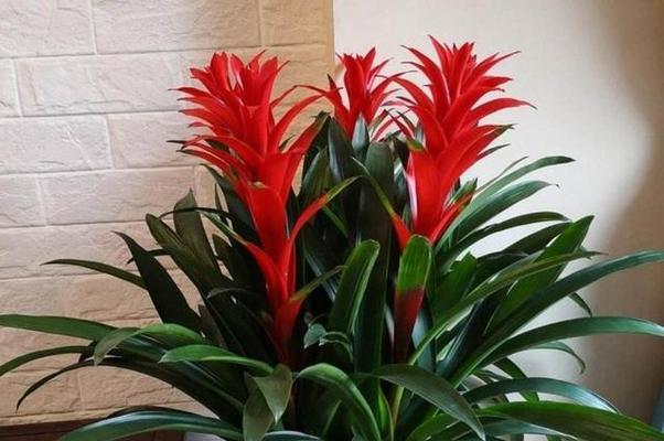 什么花寓意前程似锦和节节高升？它们的花语有何特别之处？