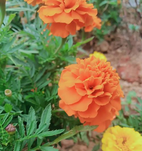 哪种花象征健康长寿？它的花语是什么？