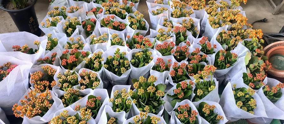 哪种花象征健康长寿？它的花语是什么？