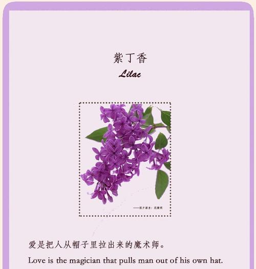 哪种花象征健康长寿？它的花语是什么？