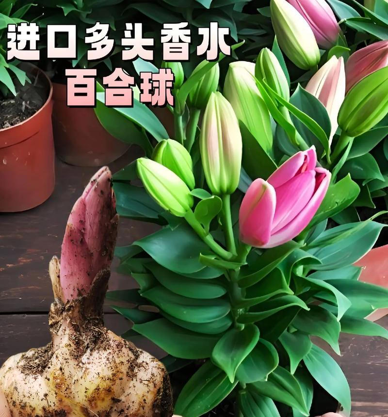 多头白色花的寓意是什么？