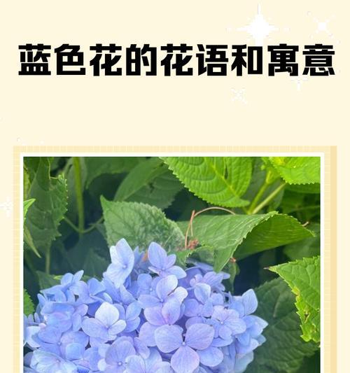 蓝色寓意好的花有哪些？