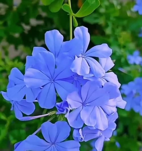 蓝色寓意好的花有哪些？