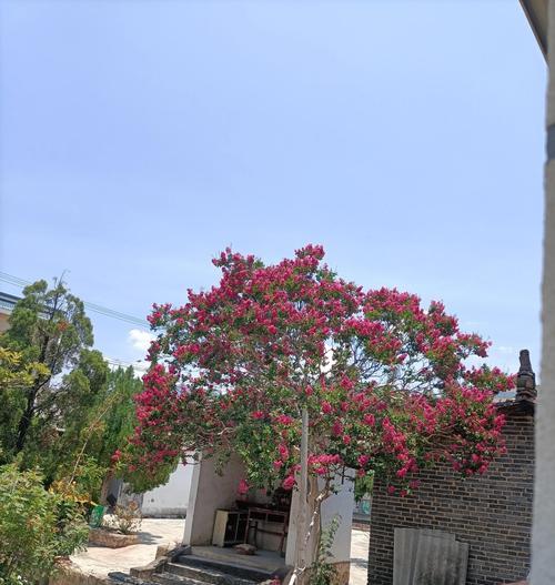 七色紫薇花的寓意是什么？七色紫薇花的花语有哪些？
