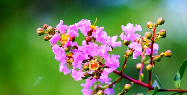 七色紫薇花的寓意是什么？七色紫薇花的花语有哪些？