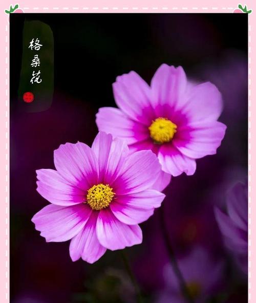 手捧花有哪些不同寓意？选择手捧花时的寓意考量。366