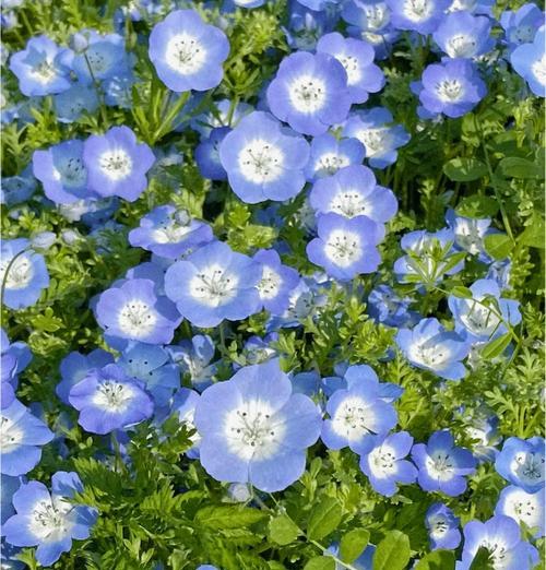 蓝色冰雪皇后花代表什么？它的寓意有哪些？