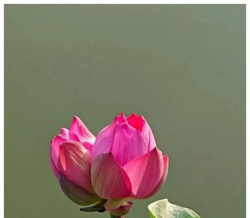 哪种颜色的花象征着幸福和美好？它的寓意是什么？