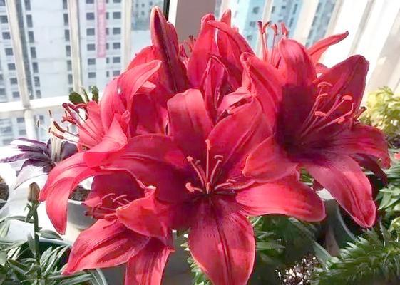 红色在西方象征着什么花？红色花卉在西方文化中的意义是什么？