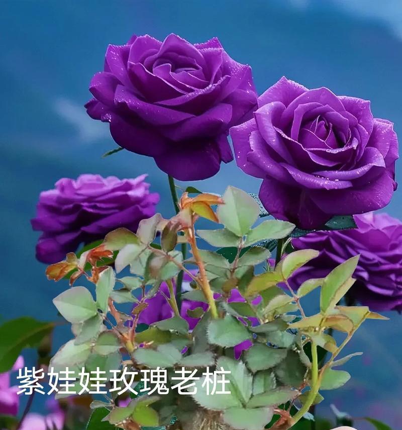 红色与紫色玫瑰搭配的寓意是什么？红紫玫瑰花的象征意义？