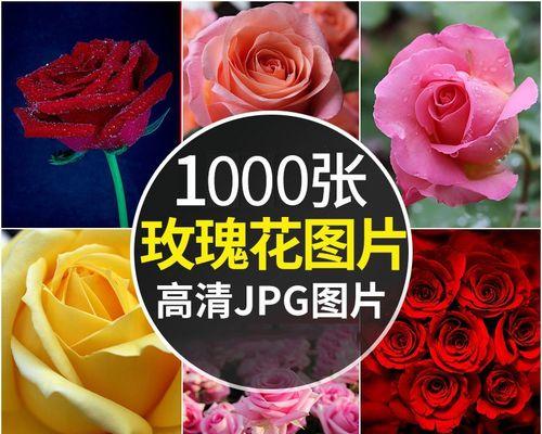 红色与紫色玫瑰搭配的寓意是什么？红紫玫瑰花的象征意义？