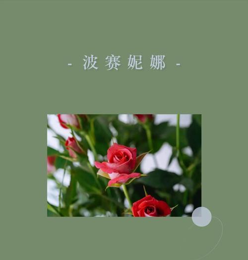 幸福花语如何表达红透的含义？