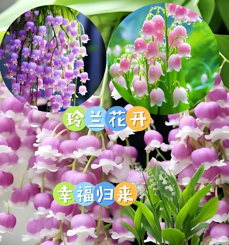 幸福花语如何表达红透的含义？