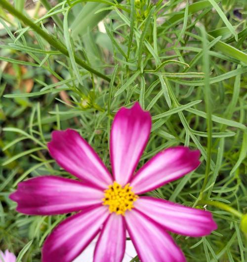 花没有颜色代表什么？这种现象有何特殊含义？