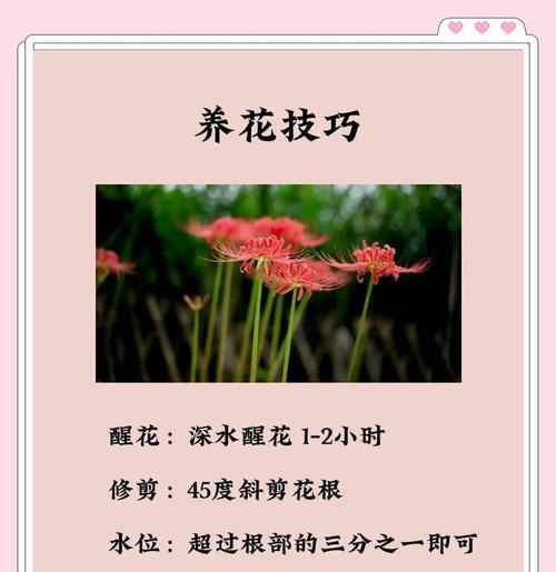 红色和黑色彼岸花代表什么意义？