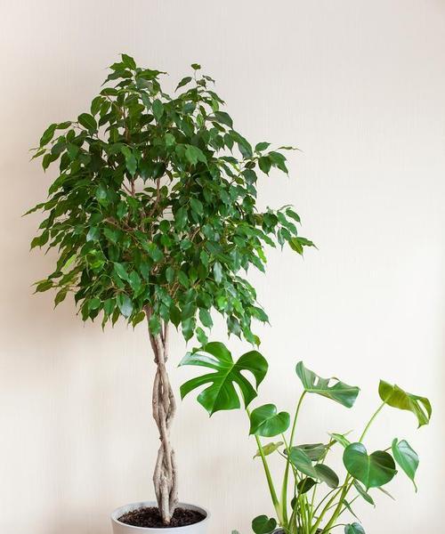 幸福树的花有什么寓意？如何养护寓意好的幸福树？
