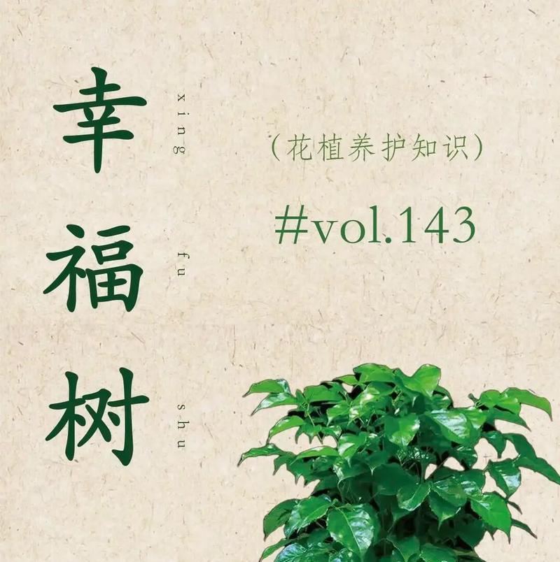 幸福树的花有什么寓意？如何养护寓意好的幸福树？