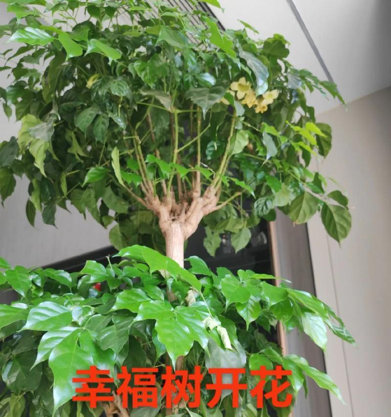 幸福树的花有什么寓意？如何养护寓意好的幸福树？