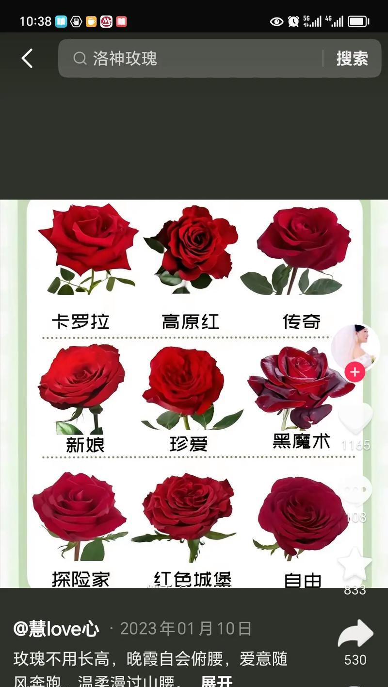不同颜色玫瑰花各自代表什么意义？