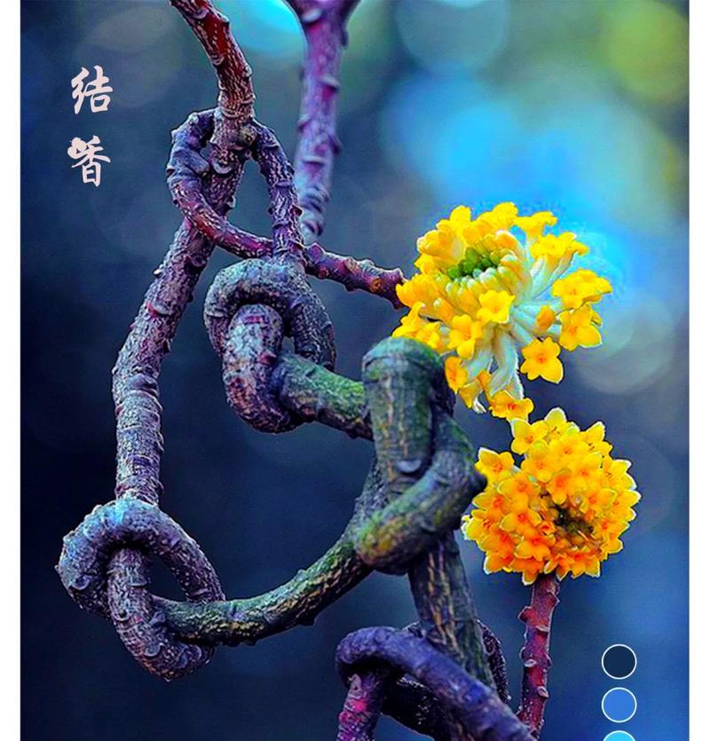 复杂爱情用什么花来表达？象征复杂爱情的花有哪些？