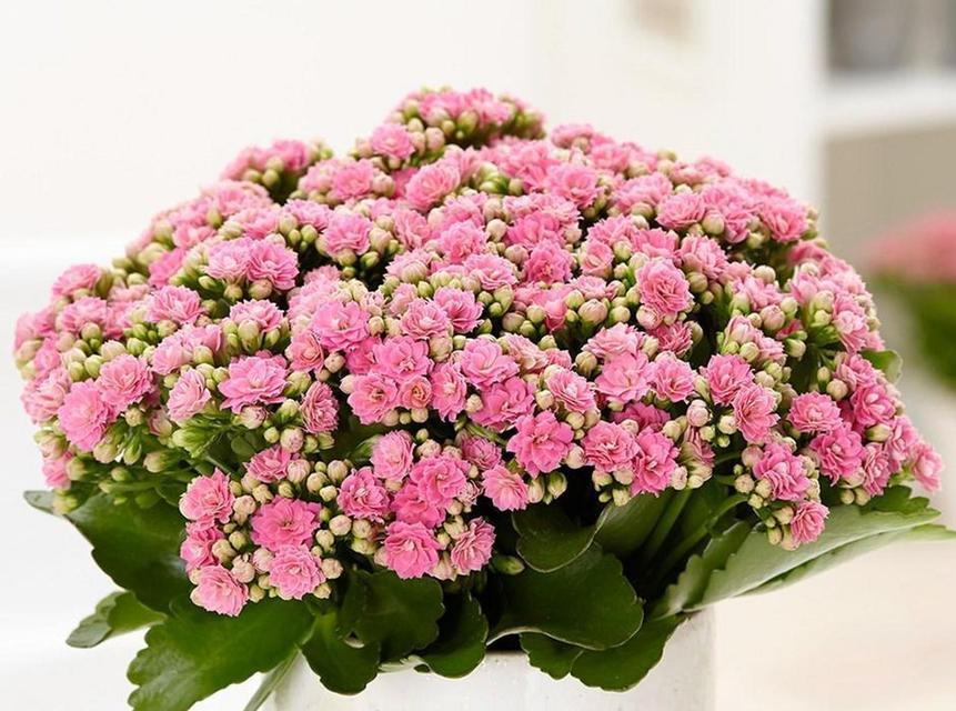 四季富贵花有哪些？四季花卉中寓意富贵的种类是什么？