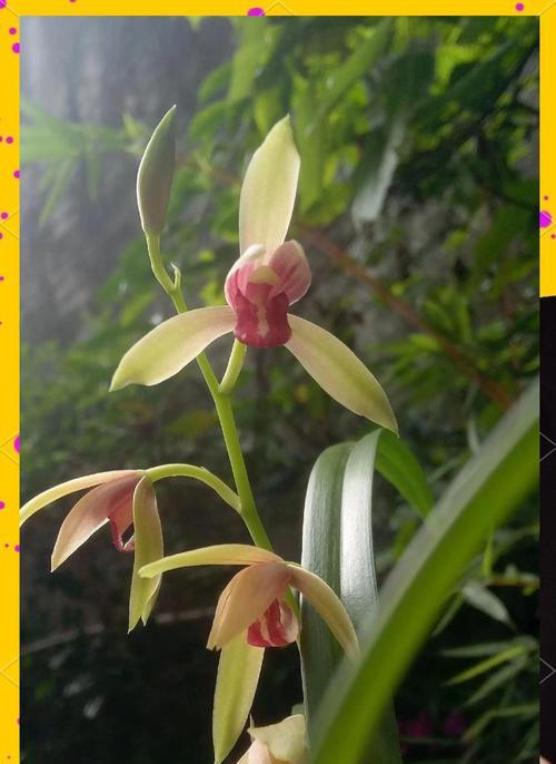 四季富贵花有哪些？四季花卉中寓意富贵的种类是什么？