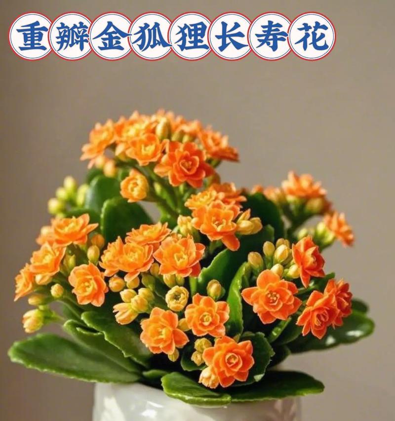 哪种绿植的花象征着长寿？