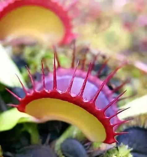 奇花异果背后的历史故事是什么？奇花异果的意义何在？