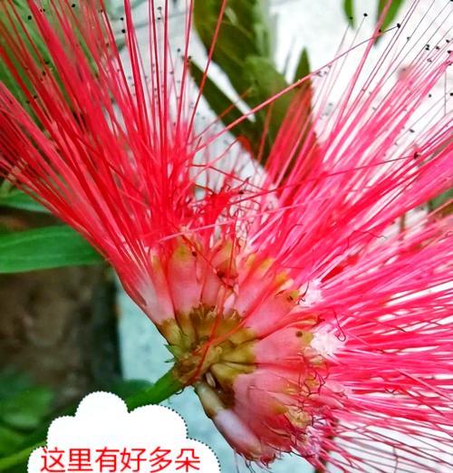 一朵花象征果实的颜色是什么？哪种花的颜色代表了果实？
