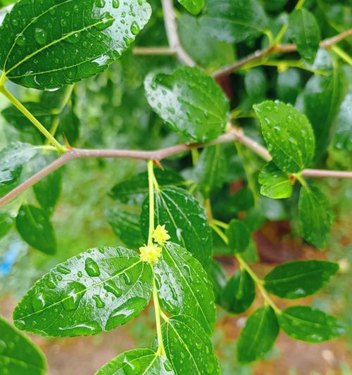 一朵花象征果实的颜色是什么？哪种花的颜色代表了果实？