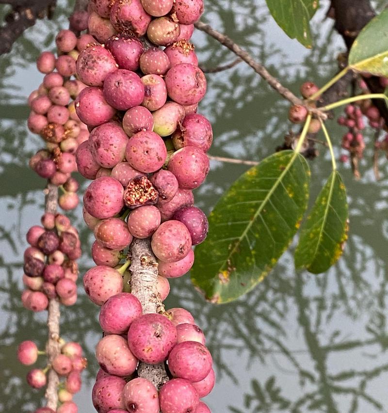 一朵花象征果实的颜色是什么？哪种花的颜色代表了果实？