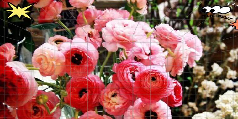 花毛茛红色的花语和寓意是什么？它代表了什么？