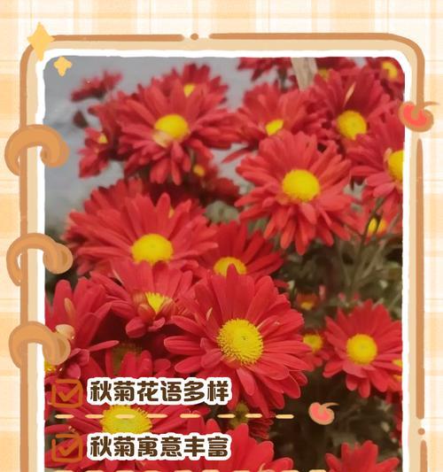 花毛茛红色的花语和寓意是什么？它代表了什么？