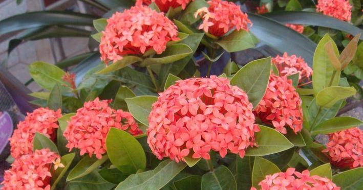 粉色龙船花有什么寓意？粉色龙船花的象征意义是什么？