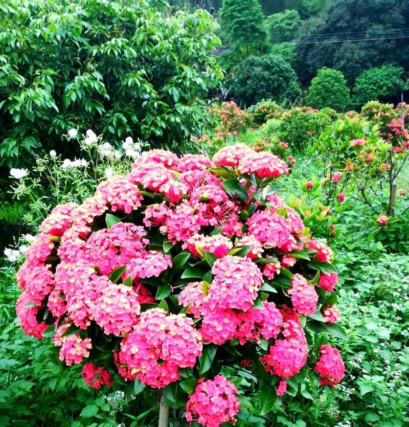 粉色龙船花有什么寓意？粉色龙船花的象征意义是什么？