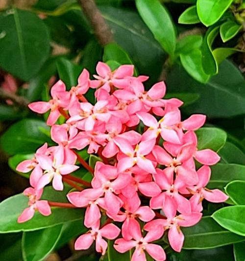 粉色龙船花有什么寓意？粉色龙船花的象征意义是什么？