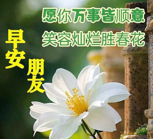 花的寓意祝福语有哪些？