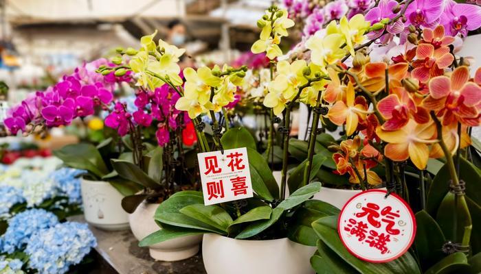 花的寓意祝福语有哪些？