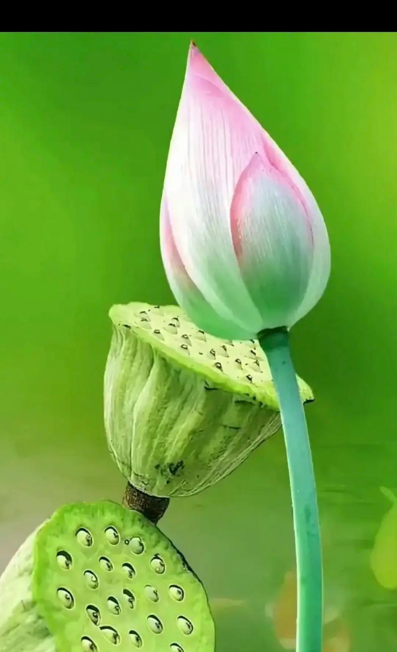 哪种花象征好人一生平安？它的寓意是什么？