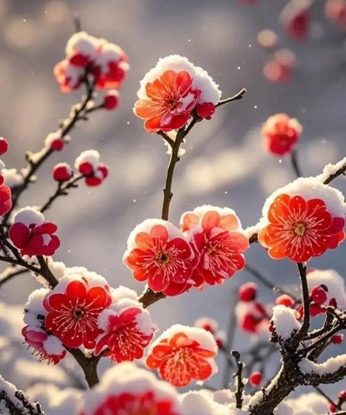 哪种花象征好人一生平安？它的寓意是什么？
