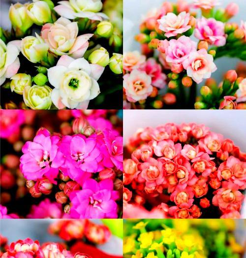 哪种花象征青春和长寿？青春长寿花语有哪些？