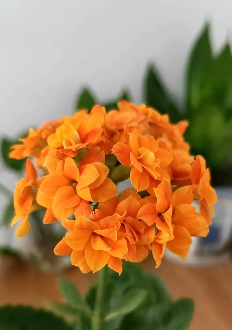 哪种花象征青春和长寿？青春长寿花语有哪些？